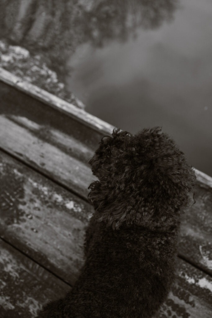 Zwart wit foto van een zwarte hond met krullen op een vlot op de Regge in Ommen